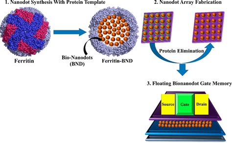 Ferritin Nanokompositer För Avancerade Materialapplikationer!