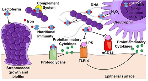  Lactoferrin - En Biokompatibel Superhjälte för Regeneration och Immunförsvar!